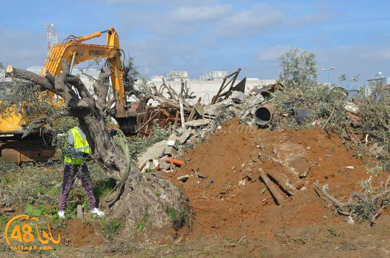 hadm ramla zatoen (13).JPG